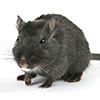 Rats Mouses & Gerbils