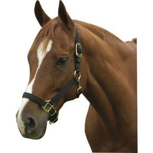Horse And Livestock Prime - Premium Halter Chin With Snap - Black - Average