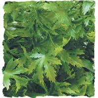 Zoo Med - Natural Bush Plants Cannabis - Green - Large/22 Inch