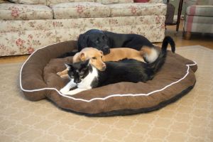 Iconic Pet - Luxury Bolster Pet Bed - Cocoa - Xsmall