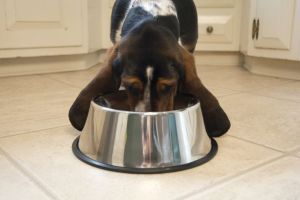 Iconic Pet - Non-Skid Spaniel/Cocker Bowl for dog - 8 oz