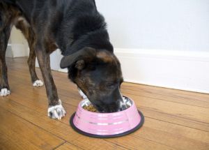 Iconic Pet - Color Splash Stripe Non-Skid Pet Bowl for Dog or Cat - Pink - 16 oz