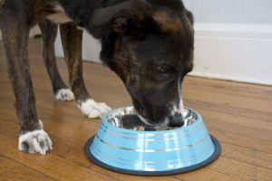 Iconic Pet - Color Splash Stripe Non-Skid Pet Bowl for Dog or Cat - Blue - 16 oz