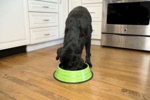 Iconic Pet - Color Splash Stripe Non-Skid Pet Bowl for Dog or Cat - Green - 8 oz