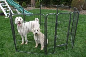 Iconic Pet - Heavy Duty Metal Tube pen Pet Dog Exercise and Training Playpen - 48" Height 