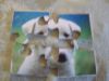 Fine Crafts - White Labrador Retriever Puppy Jigsaw Puzzle