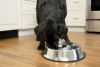 Iconic Pet - Slow Feed Stainless Steel Pet Bowl for Dog or Cat - Medium - 24 oz