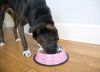 Iconic Pet - Color Splash Stripe Non-Skid Pet Bowl for Dog or Cat - Pink - 8 oz