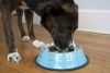 Iconic Pet - Color Splash Stripe Non-Skid Pet Bowl for Dog or Cat - Blue - 8 oz