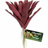 Zoo Med - Naturalistic Flora Fireball Bromeliad - Red